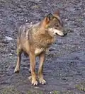 Loup (Canis lupus lupus, Mammalia, Canidae)