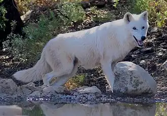 Loup de la toundra d'Alaska(C. l. tundrarum)
