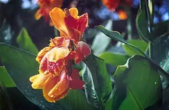 Description de cette image, également commentée ci-après