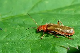 Description de l'image Cantharis.cryptica.or.pallida.jpg.