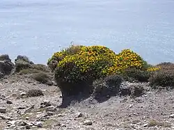 Érosion de la terre de bruyère.