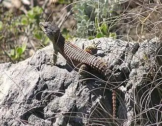 Description de l'image Cape Girdled Lizard Cordylus cordylus Cape Town.jpg.