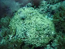 Cladocora caespitosa, unique espèce « récifale » de Méditerranée. Les structures qu'il forme demeurent cependant modestes.