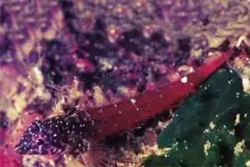 Description de l'image Capo Gallo Tripterygion melanurus.jpg.