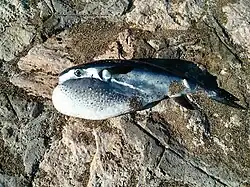 Lagocephalus lagocephalus