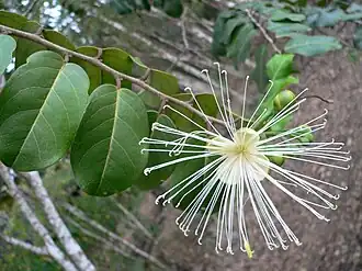 Description de l'image Capparis_coccolobifolia_fll_fl.JPG.