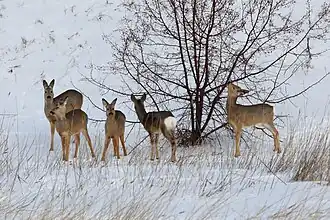 Chevreuils d'Asie dans l'oblast d'Omsk en janvier 2024.