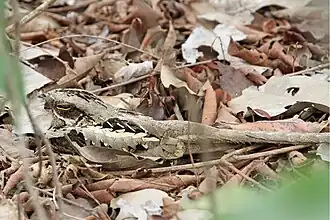 Description de cette image, également commentée ci-après