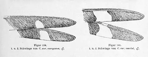  Dessin en noir et blanc représentant deux séries de deux extrémités de plumes d'oiseau : à gauche la tache blanche du milieu représente 10&nbsp;à 15&nbsp;% du dessin total ; à droite, c'est de 25&nbsp;à 30&nbsp;%.