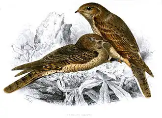 Description de l'image Caprimulgus inornatus Smit.jpg.
