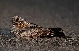 Photo nocturne d'un oiseau allongé au sol, éclairé au flash. Tourné vers la gauche, il montre un œil noir grandement ouvert, une série de poils entre l'œil et le bec, et un corps marbré de blanc, beige, marron et noir, de plus en plus sombre en allant vers la queue.