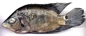 Description de l'image Caquetaia kraussi (16797021605).jpg.