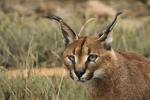 Caracal.