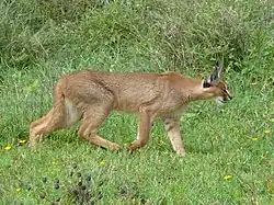 Un caracal chassant dans le Serengeti.
