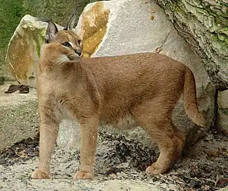 Caracal (Caracal caracal).