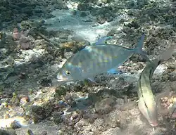 Une jeune carangue tachetée (Carangoides orthogrammus)
