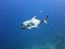 Une carangue à grosse tête (Caranx ignobilis)