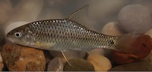 Carasobarbus kosswigi