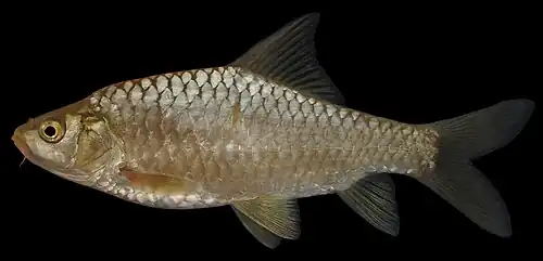 Carasobarbus luteus