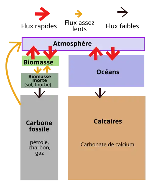 Schéma expliquant le cycle simplifié du carbone.