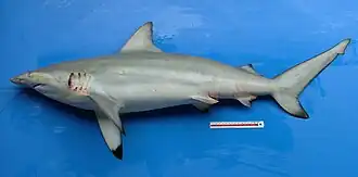 Description de l'image Carcharhinus amblyrhynchoides phuket.JPG.