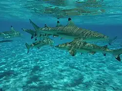 7 requins nagent par petit fond dans une eau limpide.