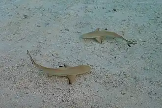 Deux jeunes requins pointe noire (Carcharhinus melanopterus) sur un bord de plage