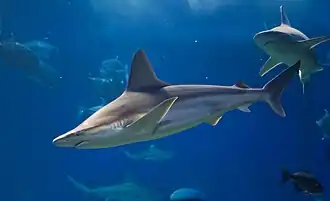 Carcharhinus plumbeus