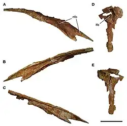 Vue en plusieurs côtés d'un os nasal d'un dinosaure théropode sur fond blanc.