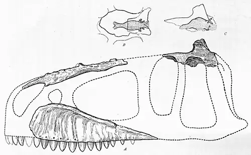 Croquis erroné en noir et blanc d'un crâne d'un dinosaure théropode, accompagné de deux reconstitutions du cerveau de l'animal.