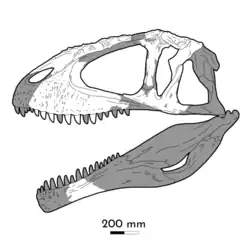 Diagramme reconstituant un crâne d'un dinosaure théropode de la famille des carcharodontosauridés.