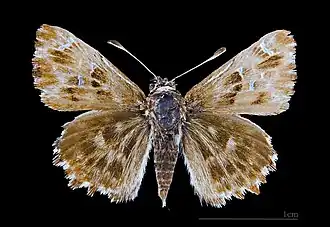 Revers de la femelle (coll.MHNT)