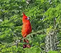 Cardinal vermillon