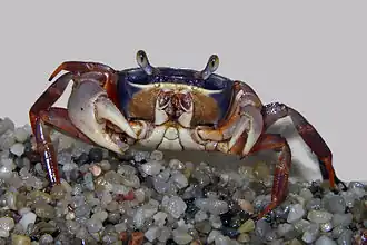 Description de cette image, également commentée ci-après