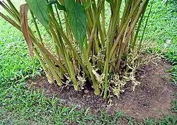 Des centaines de plantes sont utilisées en médecine ayurvédique, notamment la cardamome et la cannelle, réputées stimuler les enzymes digestives qui dégradent les polymères des macromolécules assimilées par le corps humain.