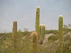 Cardones dans la région de Cafayate