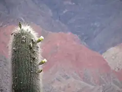 Fleurs de cardón à Tilcara