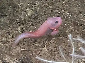 Un jeune Careproctus ovigerum, et une éponge du genre Asbestopluma à 1324 mètres de profondeur (mont sous-marin de Davidson).