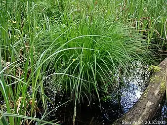 Description de l'image Carex-montana-habitus.JPG.