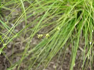 Description de l'image Carex appalachica fruiting.JPG.