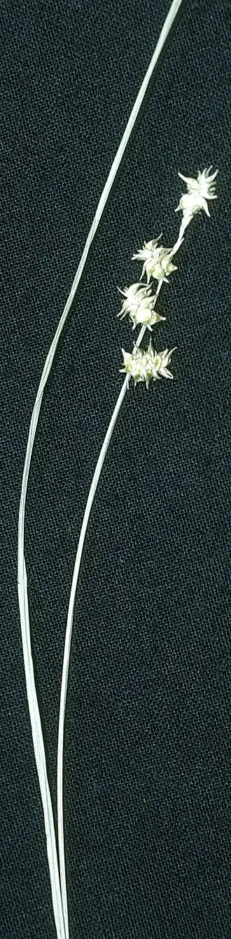 Description de l'image Carex atlantica NRCS-1.jpg.