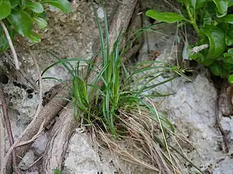 Description de l'image Carex boottiana higesg01.jpg.