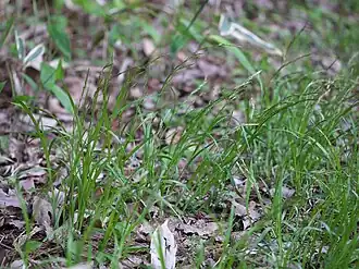 Description de l'image Carex bostrychostigma yamajisg07.jpg.