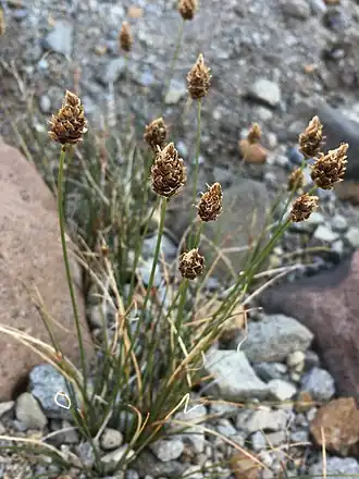 Description de l'image Carex breweri.jpg.