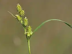 Carex demissa inflorescence