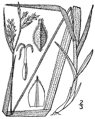 Description de l'image Carex hirtifolia BB-1913.png.