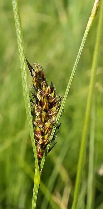 Description de l'image Carex lasiocarpa female spike kz.jpg.
