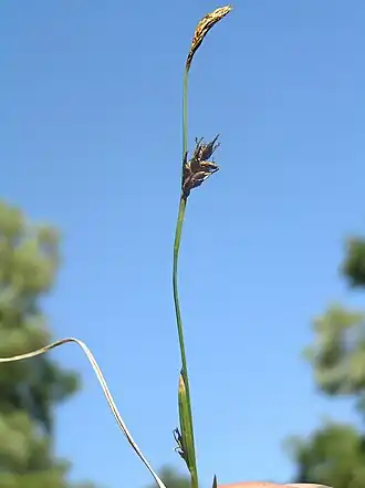 Description de l'image Carex michelii2.JPG.