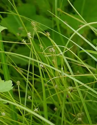 Carex uda dans la sous-préfecture de Kushiro en juin 2018.