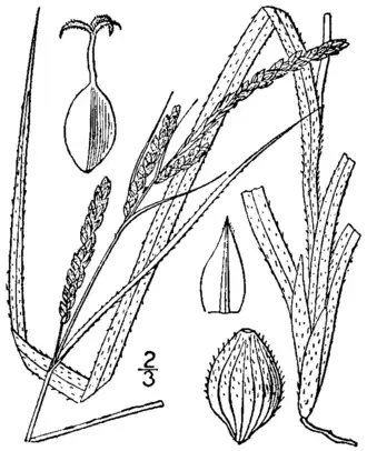 Description de l'image Carex virescens BB-1913.png.